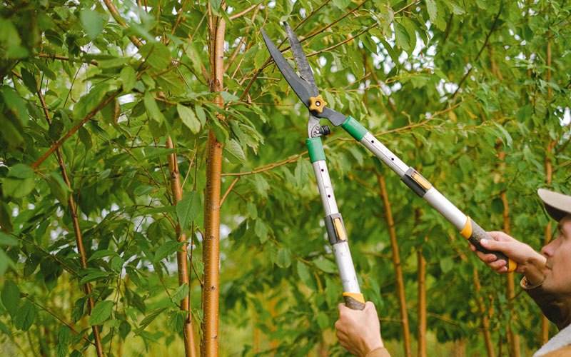 Tree trimming in Paragonah, UT